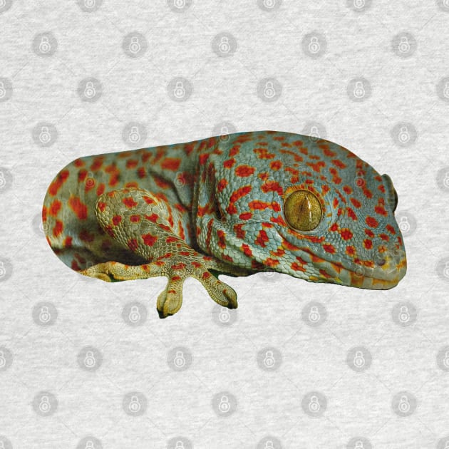 Tokay Gecko by dalyndigaital2@gmail.com
